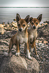 Norwegian lundehund puppies