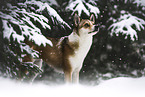 Norwegian lundehund