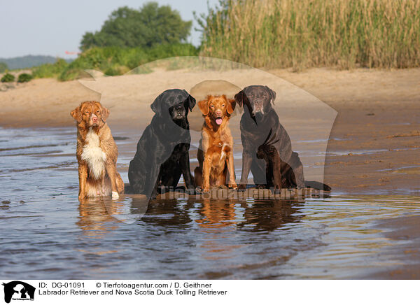 Labrador Retriever and Nova Scotia Duck Tolling Retriever / DG-01091