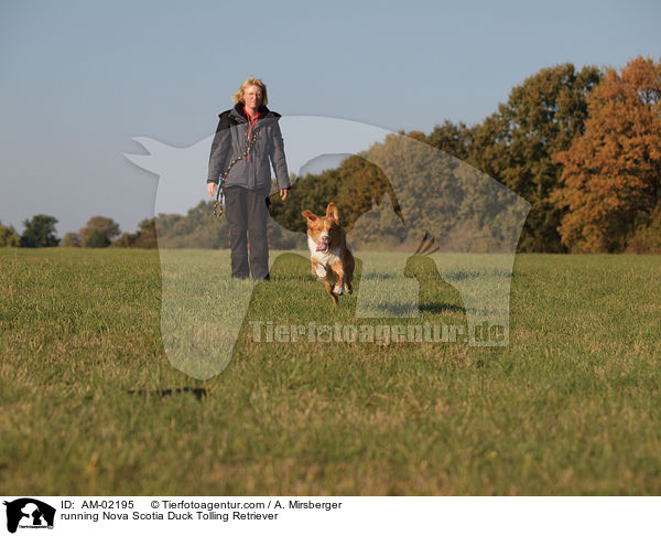 rennender Nova Scotia Duck Tolling Retriever / running Nova Scotia Duck Tolling Retriever / AM-02195