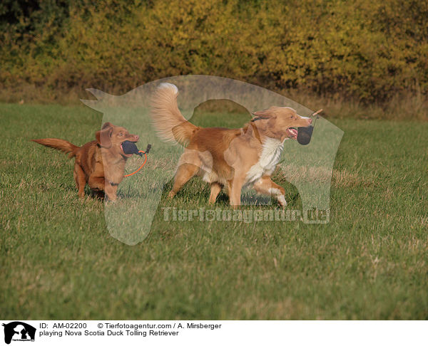 playing Nova Scotia Duck Tolling Retriever / AM-02200