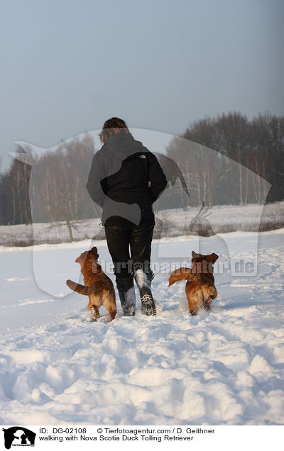 walking with Nova Scotia Duck Tolling Retriever / DG-02108
