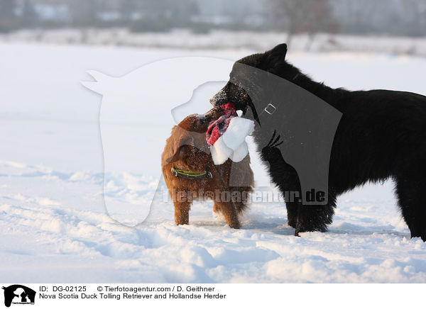 Nova Scotia Duck Tolling Retriever and Hollandse Herder / DG-02125