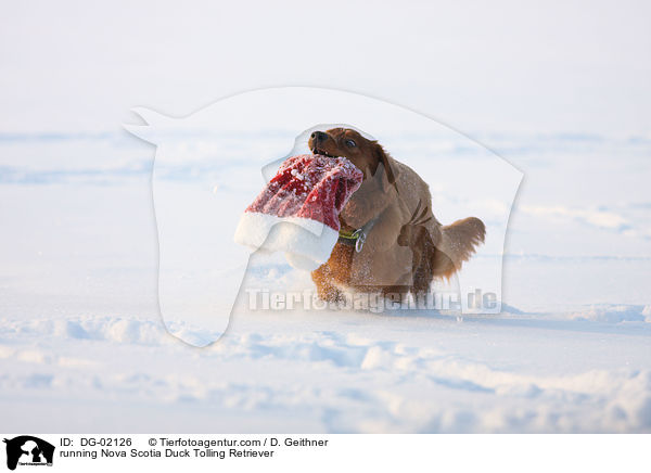 rennender Nova Scotia Duck Tolling Retriever / running Nova Scotia Duck Tolling Retriever / DG-02126