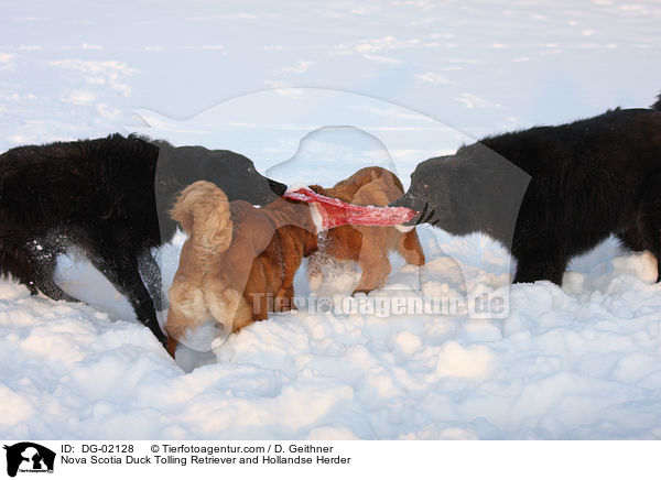 Nova Scotia Duck Tolling Retriever and Hollandse Herder / DG-02128