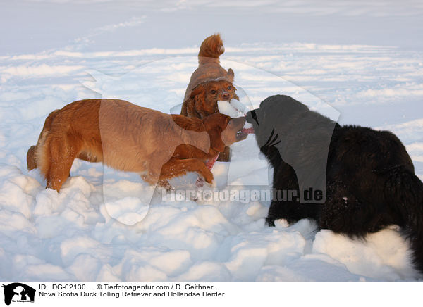 Nova Scotia Duck Tolling Retriever and Hollandse Herder / DG-02130