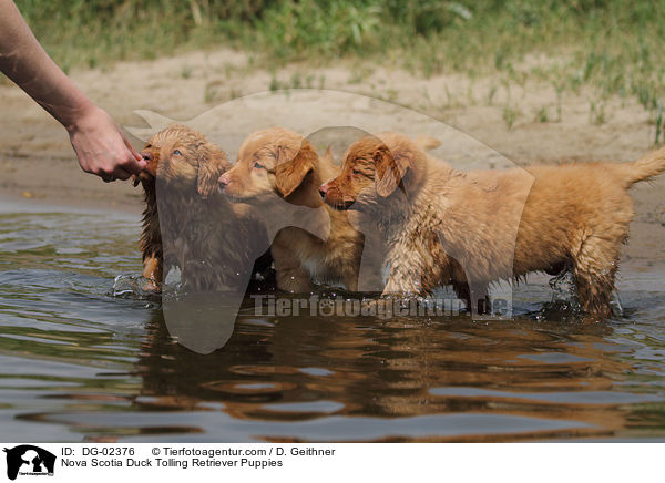 Toller Welpen / Nova Scotia Duck Tolling Retriever Puppies / DG-02376