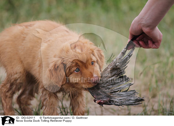 Toller Welpe / Nova Scotia Duck Tolling Retriever Puppy / DG-02411