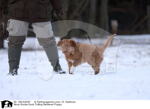 Toller Welpe / Nova Scotia Duck Tolling Retriever Puppy / DG-02497