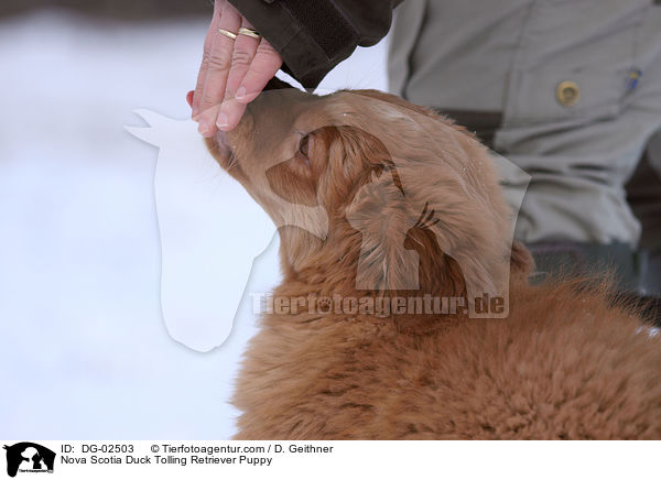 Toller Welpe / Nova Scotia Duck Tolling Retriever Puppy / DG-02503