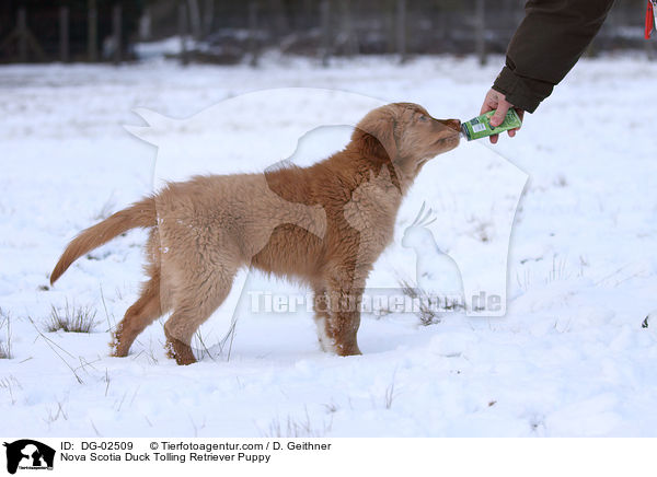 Toller Welpe / Nova Scotia Duck Tolling Retriever Puppy / DG-02509