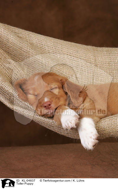 Toller Welpe / Toller Puppy / KL-04837