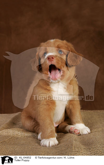 Toller Welpe / Toller Puppy / KL-04852