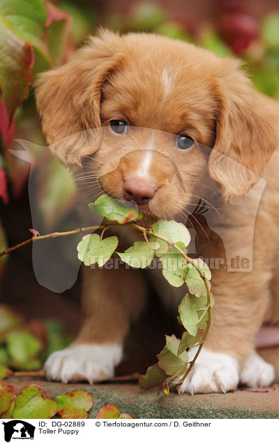 Toller Puppy / DG-02889