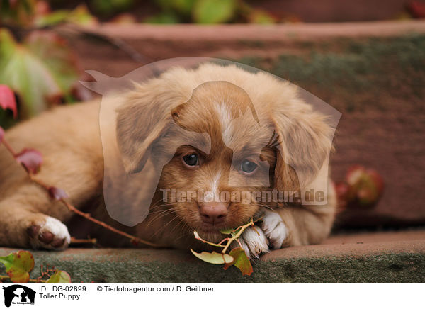 Toller Welpe / Toller Puppy / DG-02899