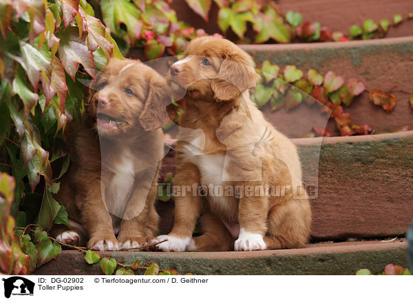 Toller Welpen / Toller Puppies / DG-02902