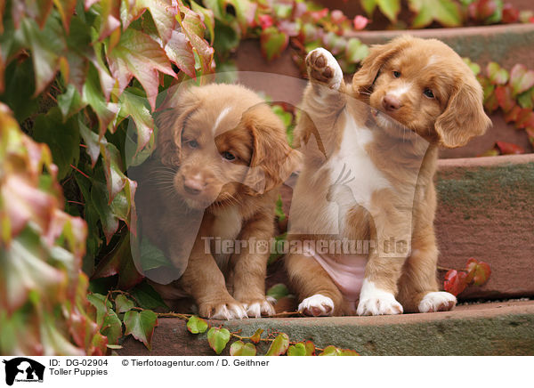 Toller Welpen / Toller Puppies / DG-02904