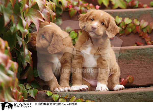 Toller Welpen / Toller Puppies / DG-02905