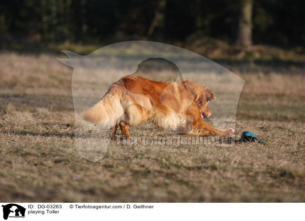 spielender Nova Scotia Duck Tolling Retriever / playing Toller / DG-03263