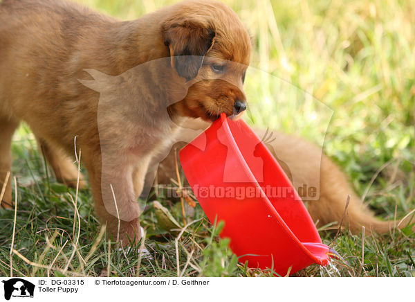 Nova Scotia Duck Tolling Retriever Welpe / Toller Puppy / DG-03315