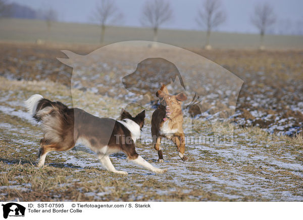 Toller and Border Collie / SST-07595