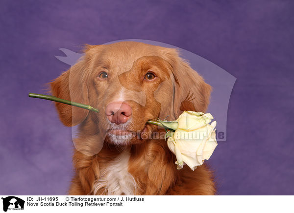 Nova Scotia Duck Tolling Retriever Portrait / Nova Scotia Duck Tolling Retriever Portrait / JH-11695