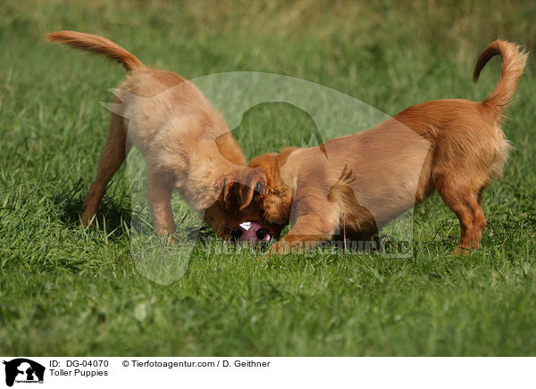 Toller Puppies / DG-04070