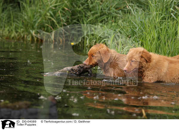 Nova Scotia Duck Tolling Retriever Welpen / Toller Puppies / DG-04089
