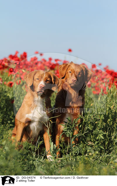 2 sitzende Nova Scotia Duck Tolling Retriever / 2 sitting Toller / DG-04574