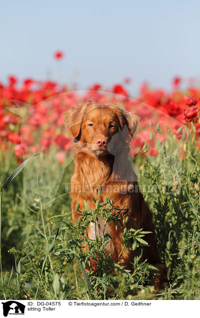 sitzender Nova Scotia Duck Tolling Retriever / sitting Toller / DG-04575