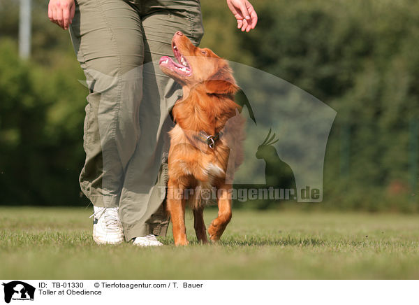 Nova Scotia Duck Tolling Retriever beim Obedience / Toller at Obedience / TB-01330