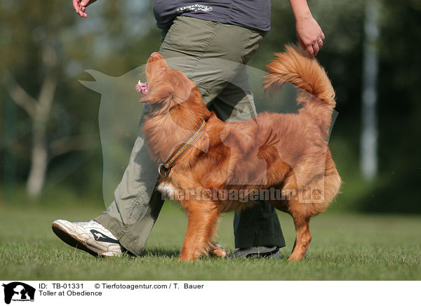 Nova Scotia Duck Tolling Retriever beim Obedience / Toller at Obedience / TB-01331