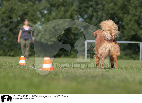 Nova Scotia Duck Tolling Retriever beim Obedience / Toller at Obedience / TB-01345