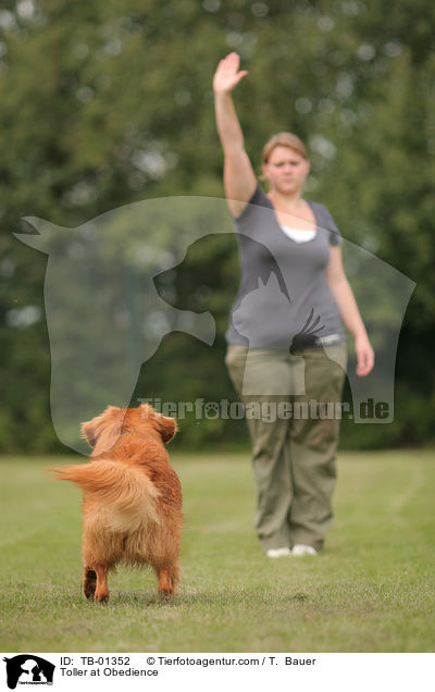 Nova Scotia Duck Tolling Retriever beim Obedience / Toller at Obedience / TB-01352
