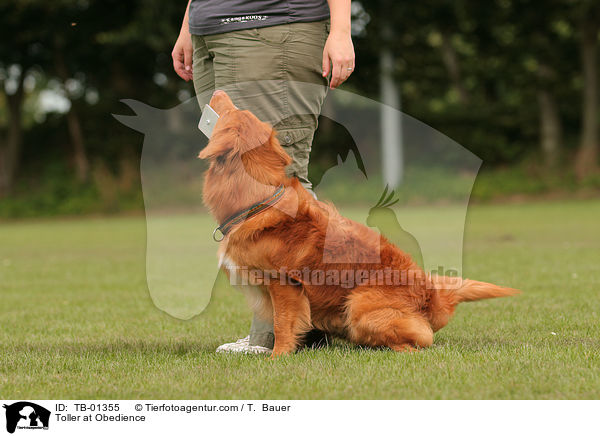 Nova Scotia Duck Tolling Retriever beim Obedience / Toller at Obedience / TB-01355
