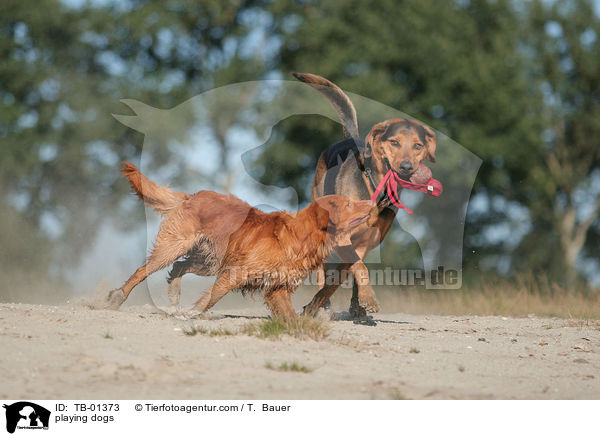 playing dogs / TB-01373