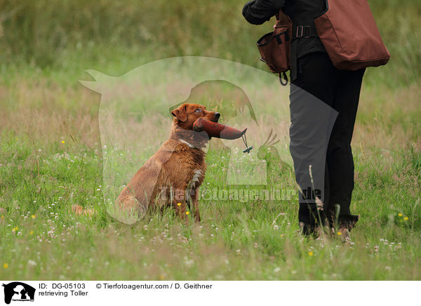 retrieving Toller / DG-05103