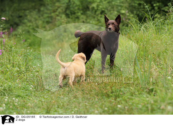2 dogs / DG-05165