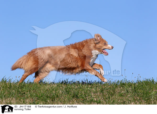 running Toller / JH-17188