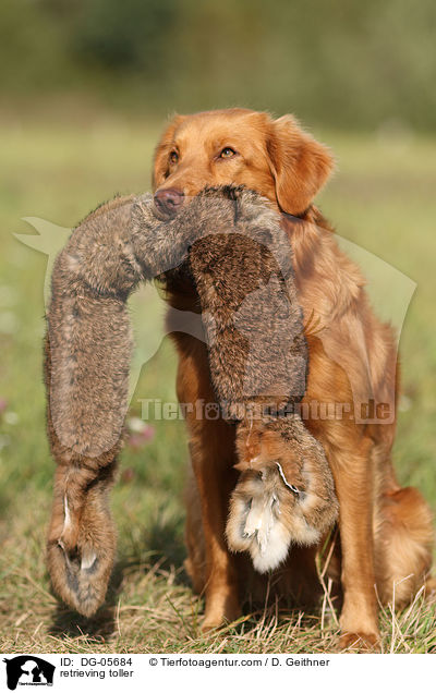 retrieving toller / DG-05684