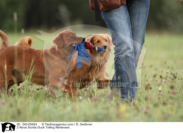 2 Nova Scotia Duck Tolling Retrievers / DG-05693