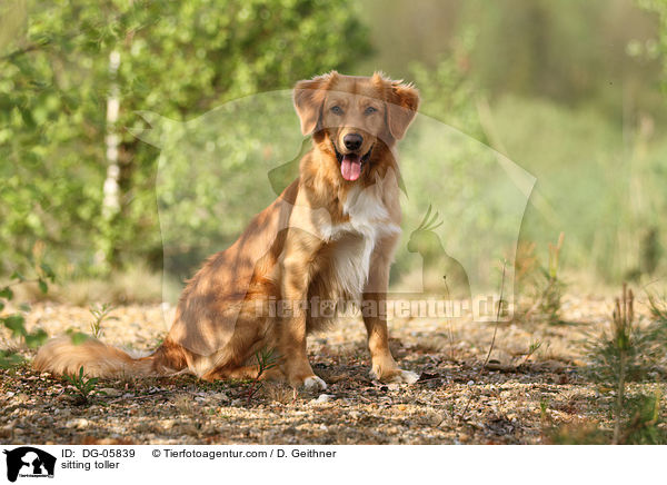 sitzender Nova Scotia Duck Tolling Retriever / sitting toller / DG-05839