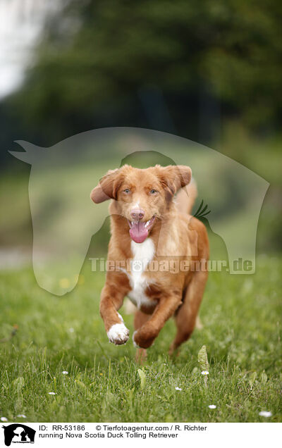 running Nova Scotia Duck Tolling Retriever / RR-53186