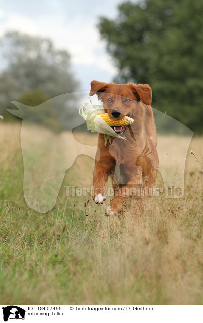 apportierender Nova Scotia Duck Tolling Retriever / retrieving Toller / DG-07495