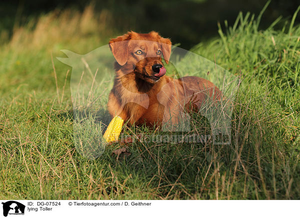 liegender Nova Scotia Duck Tolling Retriever / lying Toller / DG-07524