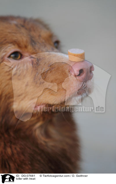 Nova Scotia Duck Tolling Retriever mit Leckerli / toller with treat / DG-07681