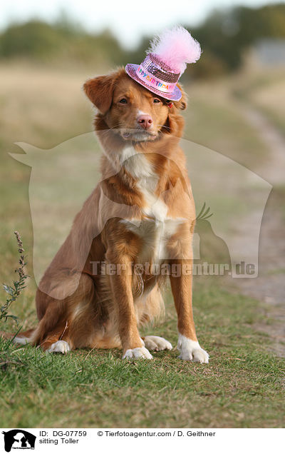 sitzender Nova Scotia Duck Tolling Retriever / sitting Toller / DG-07759