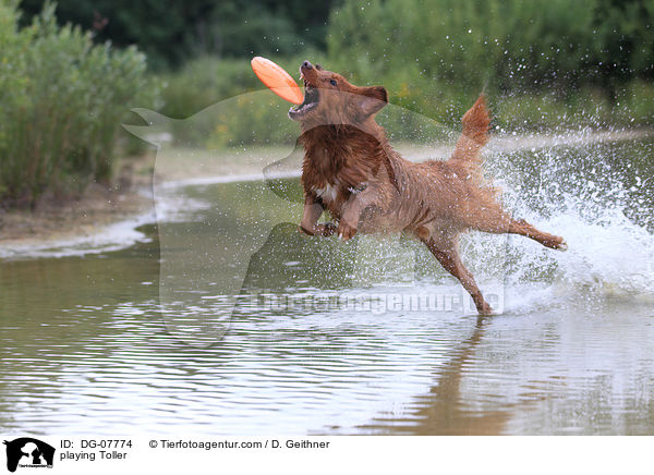 playing Toller / DG-07774