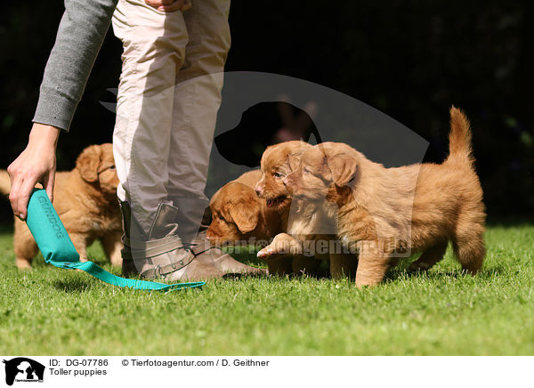 Toller puppies / DG-07786