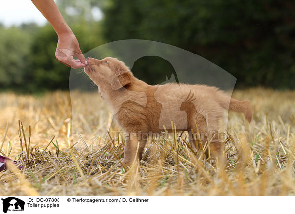 Nova Scotia Duck Tolling Retriever Welpe / Toller puppies / DG-07808